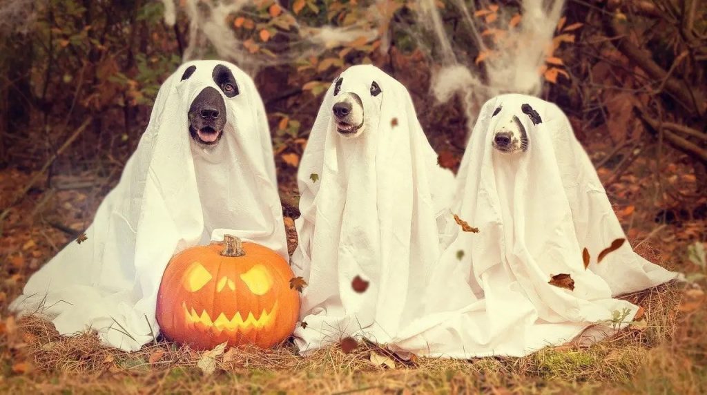 Halloween Pet Safety Tips - SafetyHub